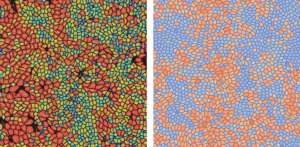 Unravelling the glass-like nature of epithelial tissues