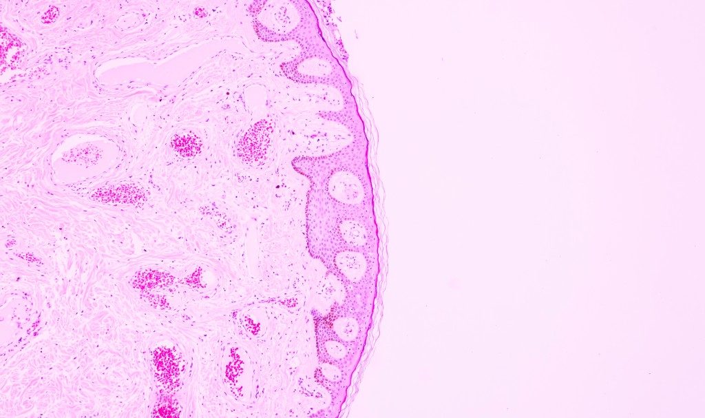 How Lung and Breast Cells Fight Cancer Differently